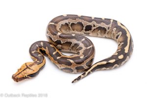 borneo short tail python for sale