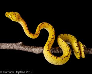 manokwari green tree python