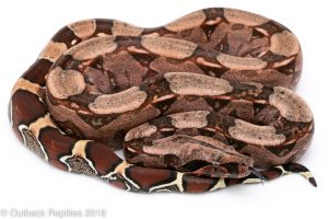 pink suriname redtail boa