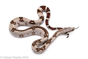 striped guyana redtail boa for sale