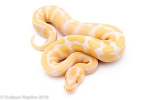 albino ball python