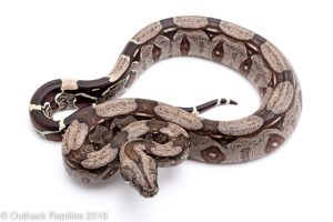 guyana redtail boa for sale