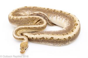 pinstripe bamboo ball python for sale