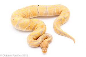 banana het clown ball python for sale