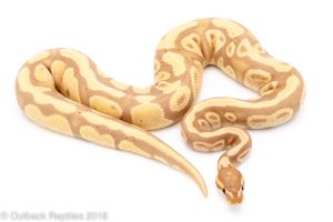 banana lavender albino ball python for sale