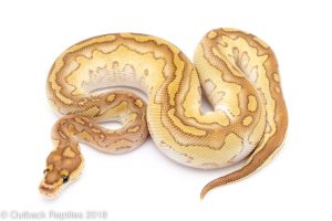 butter clown ball python for sale