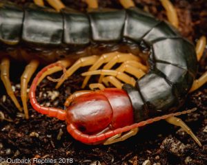 cherry head centipede for sale