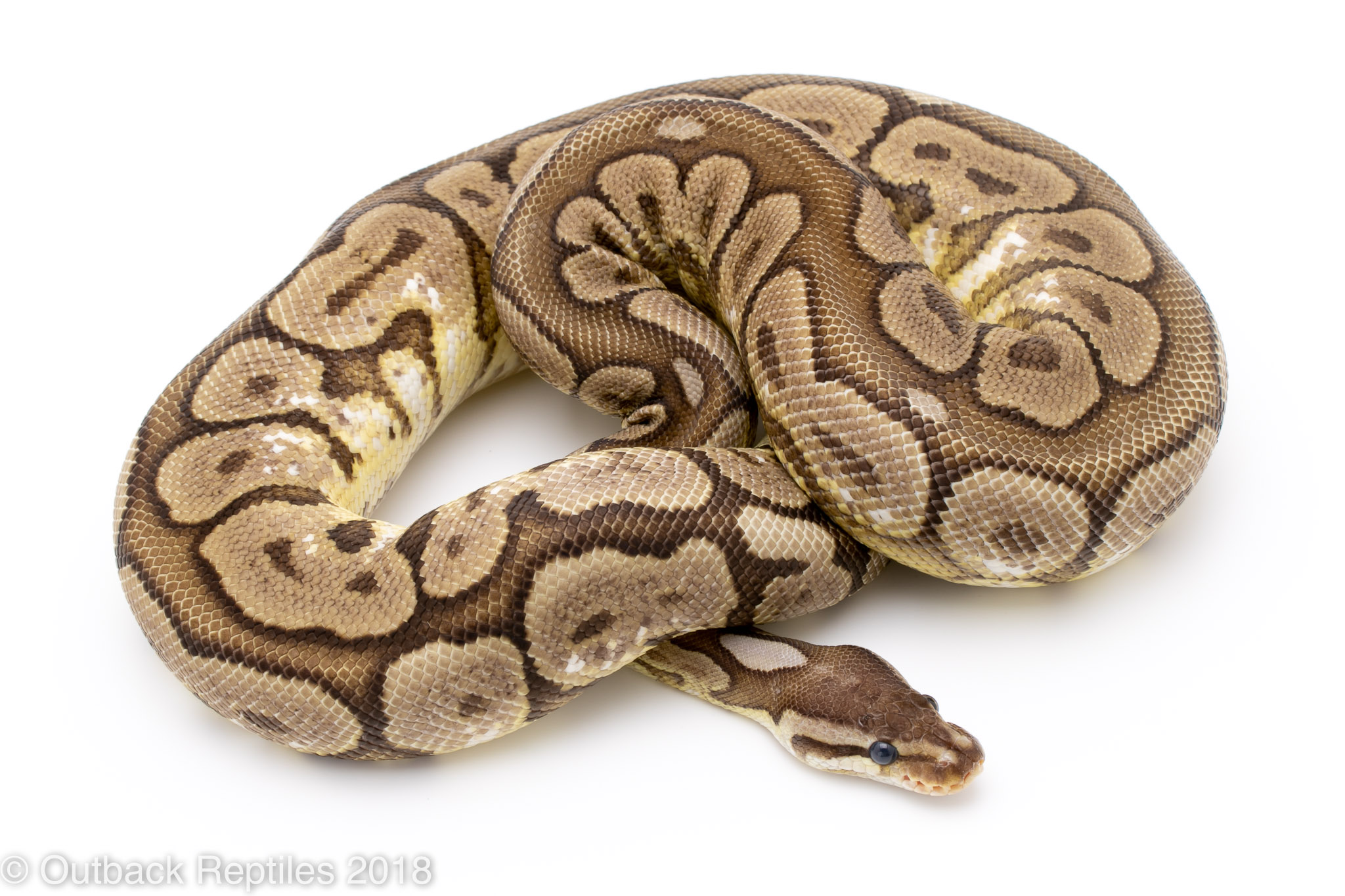 cinnamon het red spider kraken | Outback Reptiles