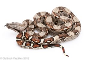 colombian redtail boa for sale