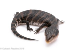 irian jaya blue tongue skink morph