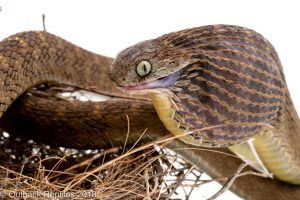 African Egg Eating Snake for sale