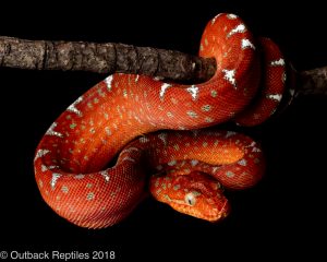 baby emerald tree boa for sale