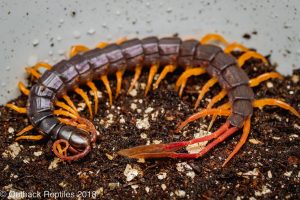 flagtail centipede for sale