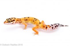 leopard gecko for sale