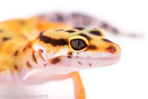 leopard gecko for sale