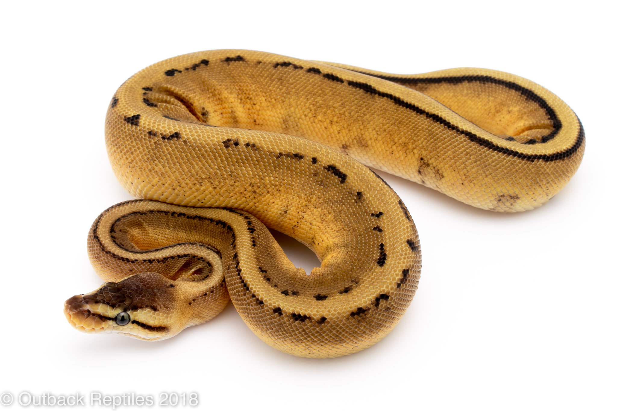 Pastel Gstripe Female Outback Reptiles