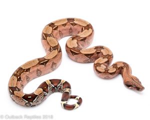 guyana redtail boa for sale