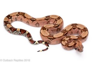 guyana redtail boa for sale