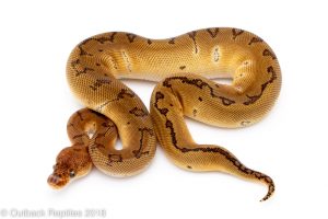 pinstripe clown ball python for sale