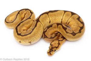 spider clown ball python for sale