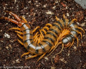 african tiger centipede for sale