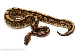 Black Pastel Red Stripe ball python