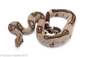 peruvian redtail boa