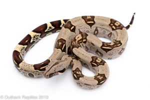 peruvian redtail boa