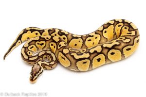 Pastel Red Stripe ball python