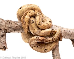 indonesian tree boa