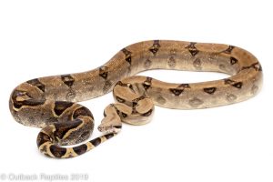 calico redtail boa constrictor