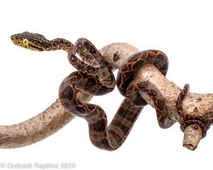 halloween amazon tree boa