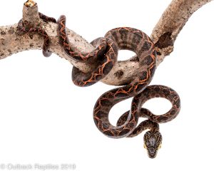 halloween amazon tree boa