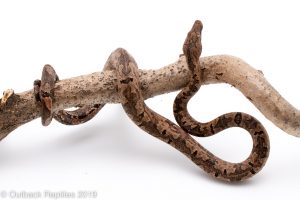 indo tree boa