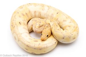 pastel banana clown ball python