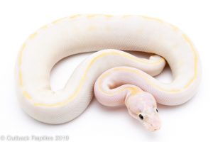 pastel black eyed lucy ball python