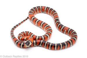 applegate arizona mountain kingsnake