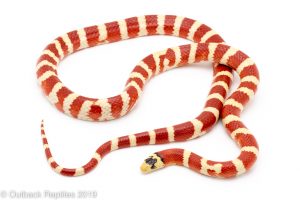 applegate arizona mountain kingsnake