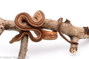 waigeo indo tree boa