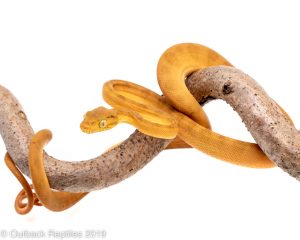 yellow amazon tree boa