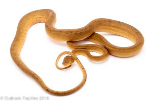 yellow amazon tree boa