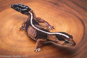 Fat Tailed Gecko