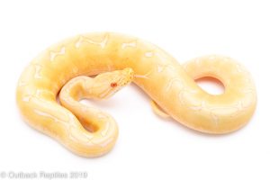 Albino Spider Ball Python