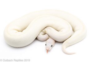 Blue Eyed Lucy ball python