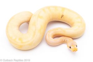 Banana Pastel Champagne