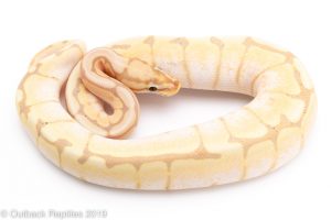 spider banana ball python for sale