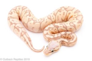 Banana Super Pastel ball python