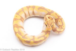 Banana pastel enchi ball python for sale