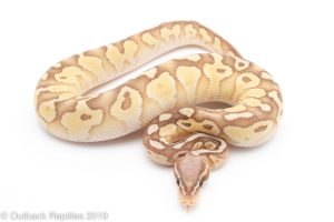 Banana Pastel Lesser