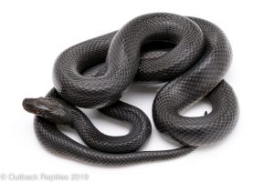 African House Snake